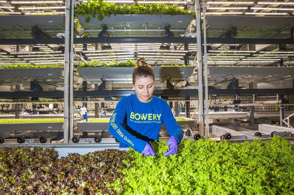 The Roots of Indoor Farming - Bowery Farming