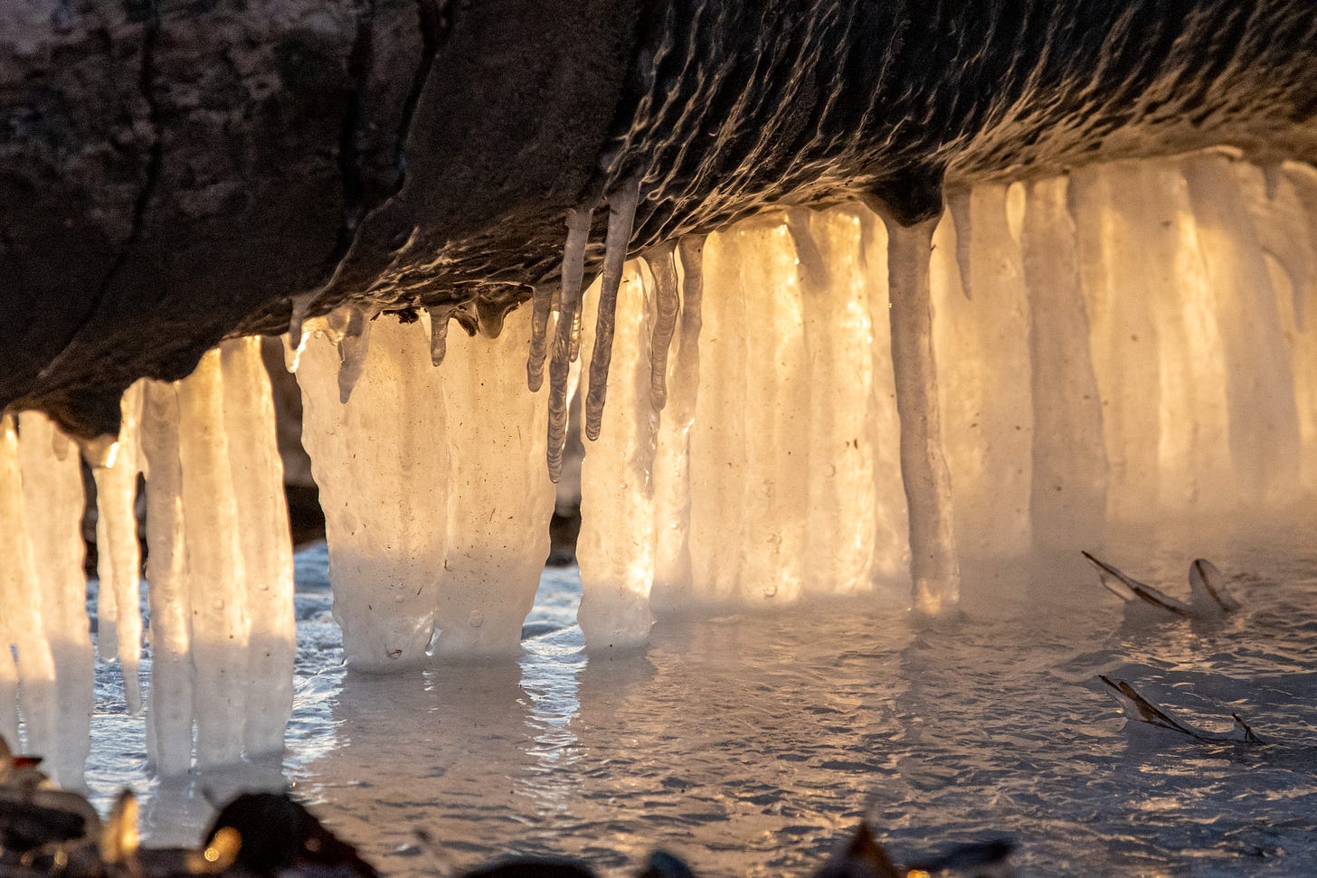 Ice that has formed under a log lying partly in a lake, such that the icicles between the log and the frozen surface of the lake resemble baleen