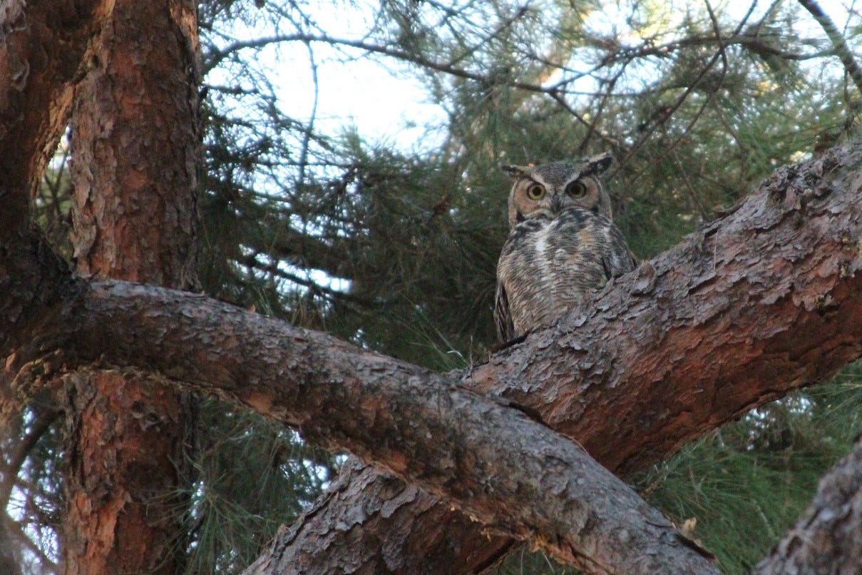 Image of a Great Horned Owl in our tree