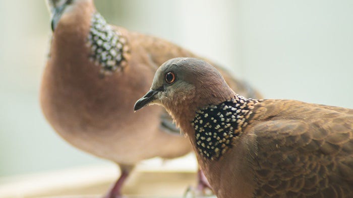 Two Turtledoves