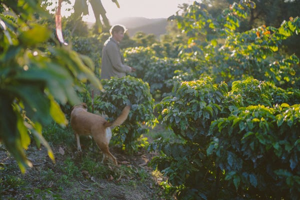 We Can Grow Coffee in California. But Should We?