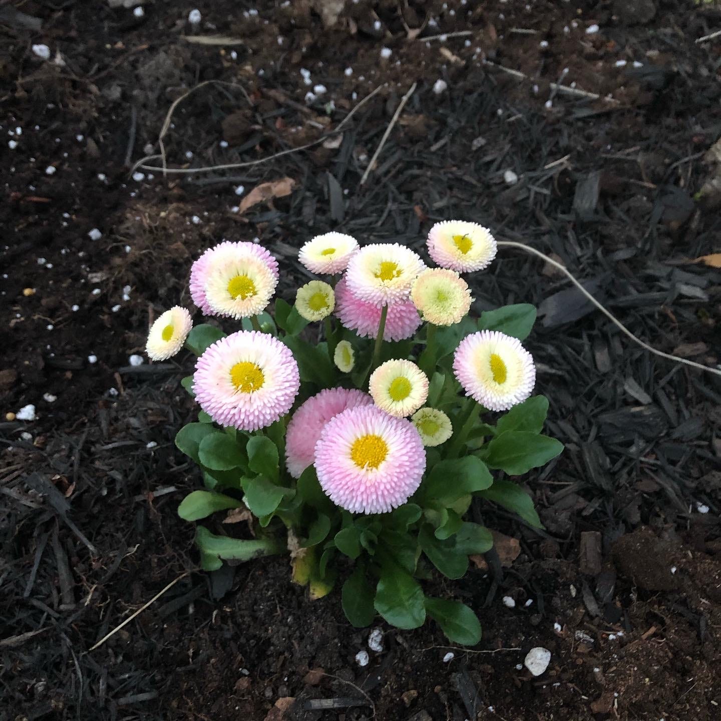 Common daisies, cute and button-like, white inside and pink at the edges.