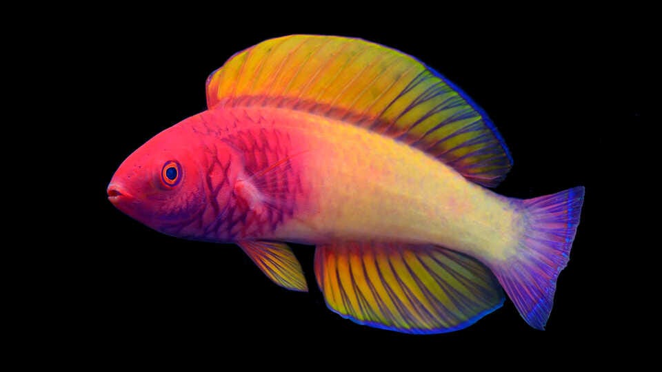 A vibrantly colored Rose-Veiled Fairy Wrasse