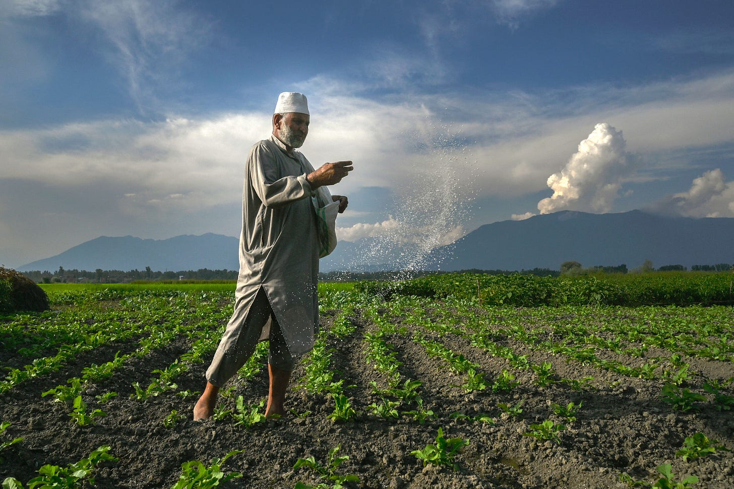 A farmer sprays fertilizer at a farm in the outskirts of Srinagar on July 19, 2022. (Photo by TAUSEEF MUSTAFA / AFP) (Photo by TAUSEEF MUSTAFA/AFP via Getty Images)
