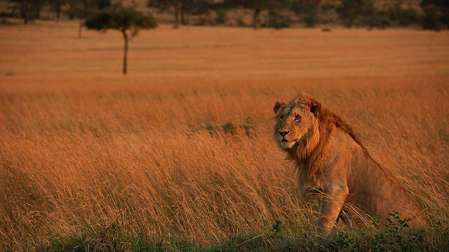 A young lion in the morning light.