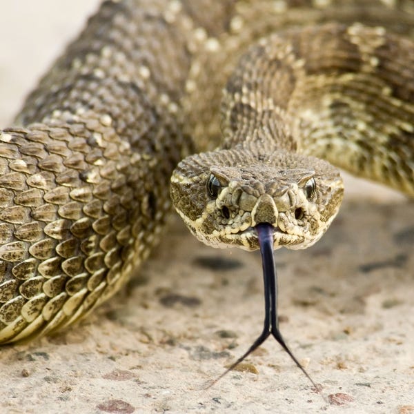 Rattlesnakes don’t want to bite people. They don’t even want to be seen. Sometimes we just step on a piece of bad luck.