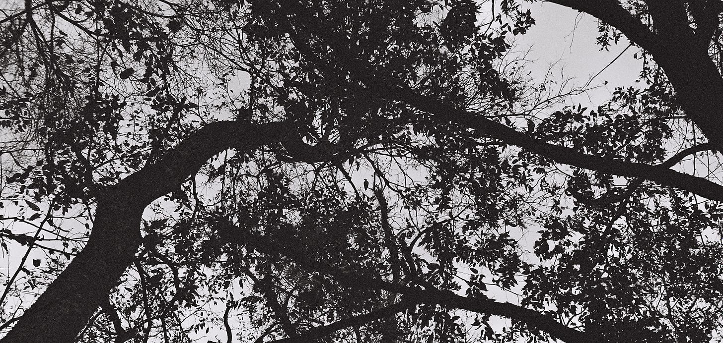 Black and white photo of trees from below, with the tiny silhouette of a caracara in the center
