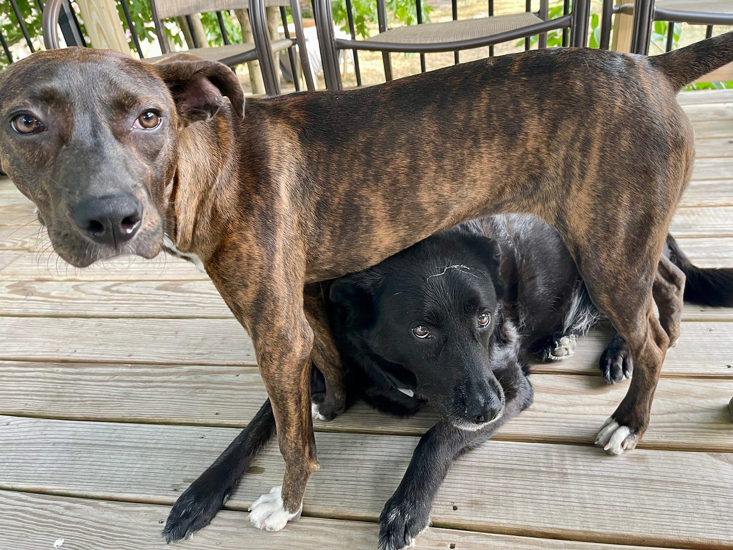 One dog standing over another dog. The second dog has drool on his head. They both look cranky. 