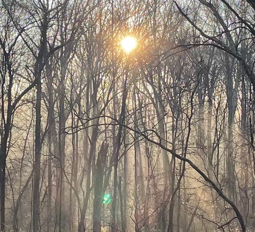 Sun behind a woods, like an eye at the top of a pyramid of light beams through the trees.