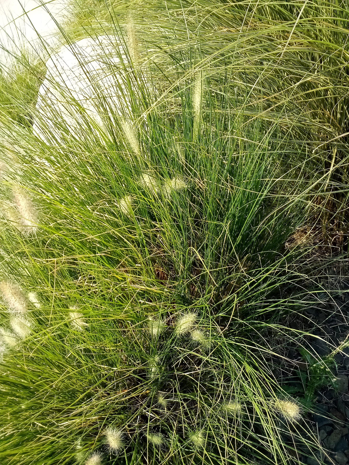 Grasses in front of a white boulder