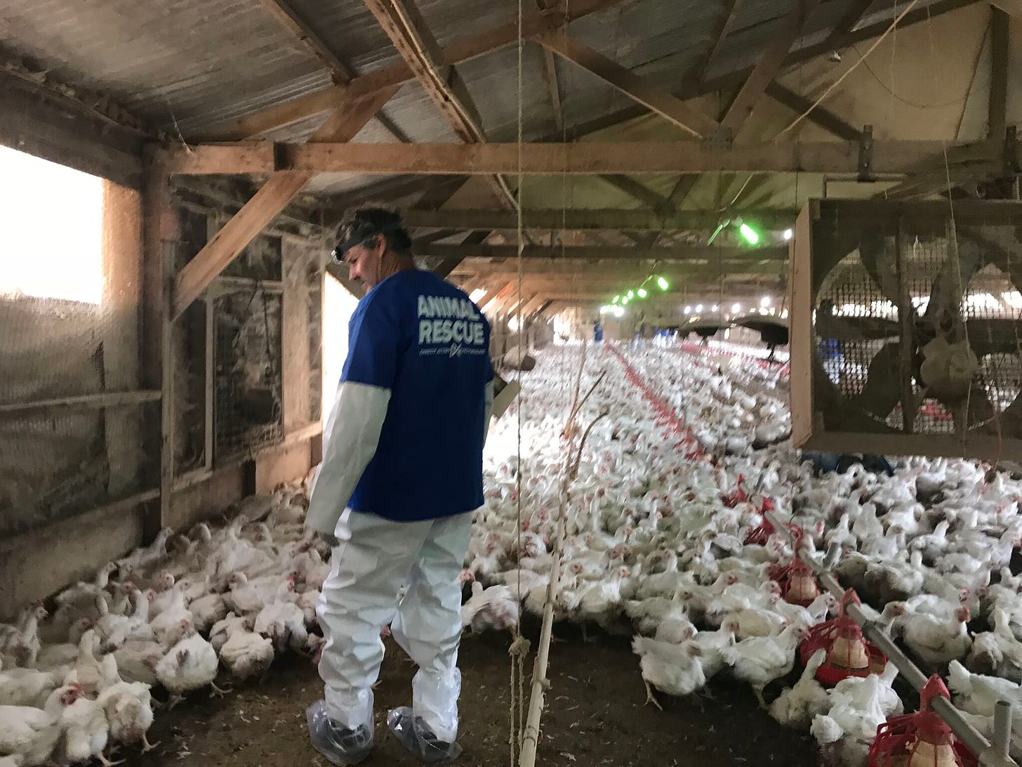 Activists Occupy "Free Range" Amazon Chicken Supplier, Remove Dozens of  Dead or Dying Animals : Indybay
