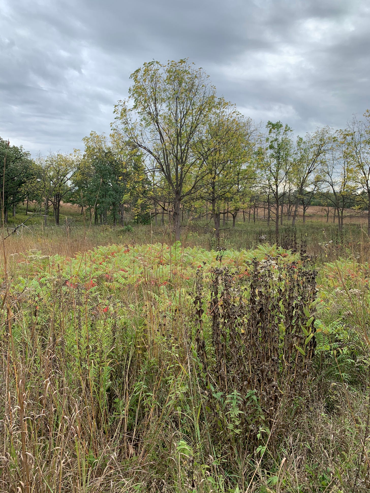 Prairie plants in light green, yellow, and brown with a few trees set against a grey cloudy sky.