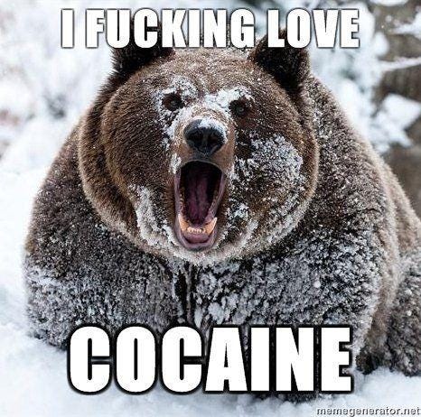 Cocaine Bear | Know Your Meme