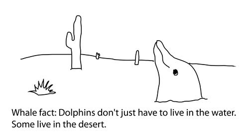 whale fact: Dolphins don't just have to live in the water. Some live in the desert. Drawing is of a dolphin emerging from the sand, looking out at all the cactus around.