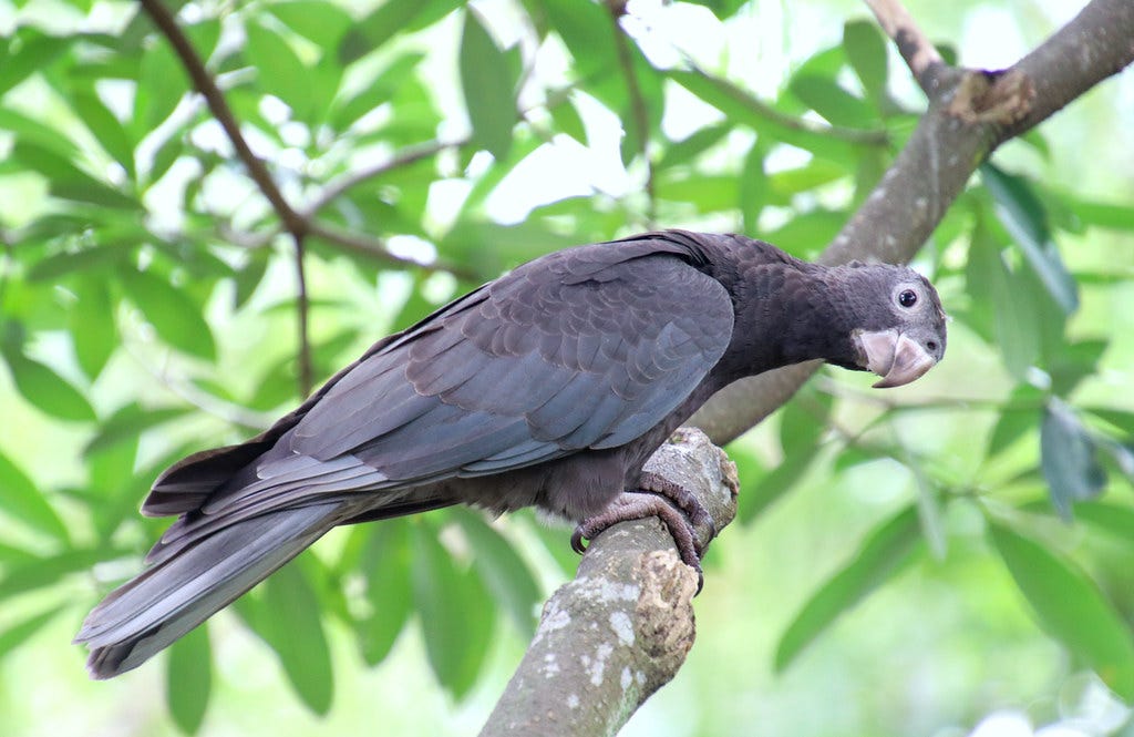 Lesser Vasa parrot (Coracopsis vasa) , Jurong bird park | Flickr