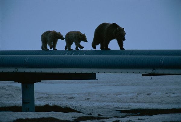 arctic-wildlife-pipeline-bear-family-pipe_43268_600x450