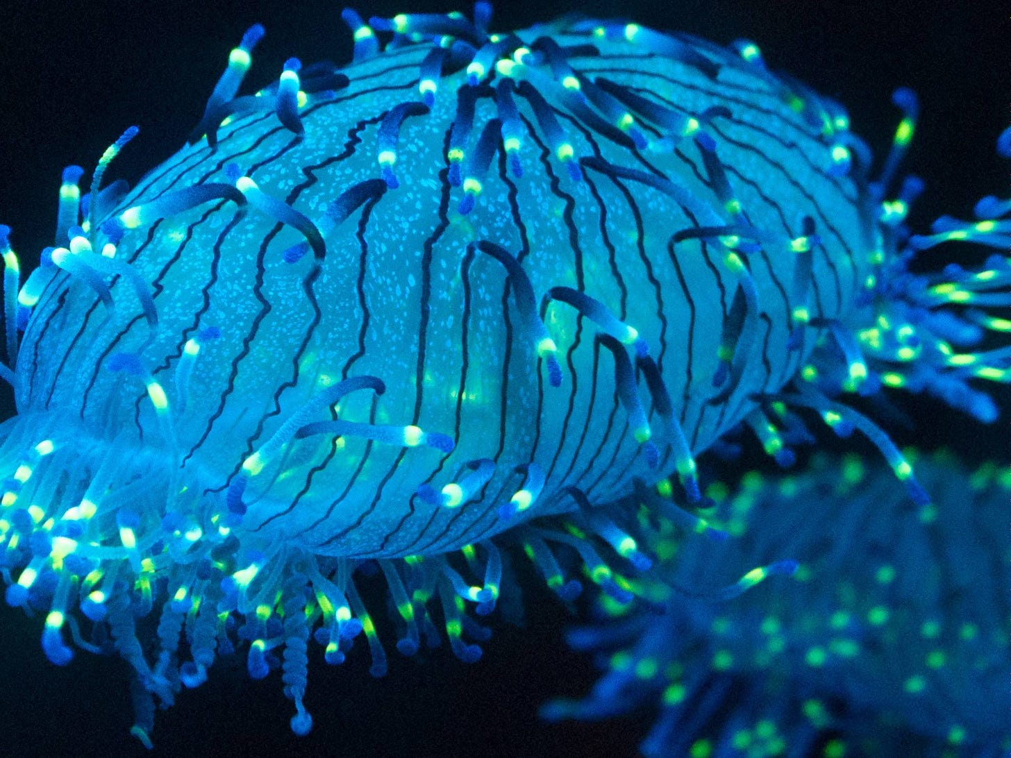 species identification - What is this blue-green bioluminescent jellyfish I  saw at Aquarium of the Pacific? - Biology Stack Exchange