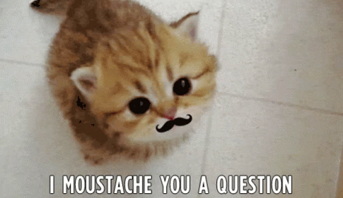 Cat with moustache