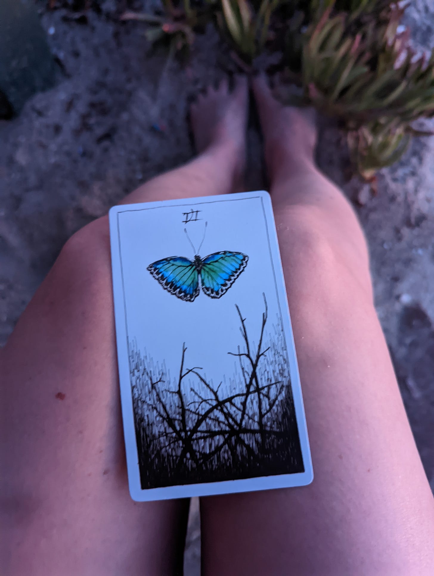 A tarot card from The Wild Unknown Tarot deck rests in the lap of a female figure, her bare legs stretched out into the sand on the beach. The card is the 6 of Wands, and features a blue and black butterfly at the top, with 6 dark sticks piled on top of each other at the bottom of the card.