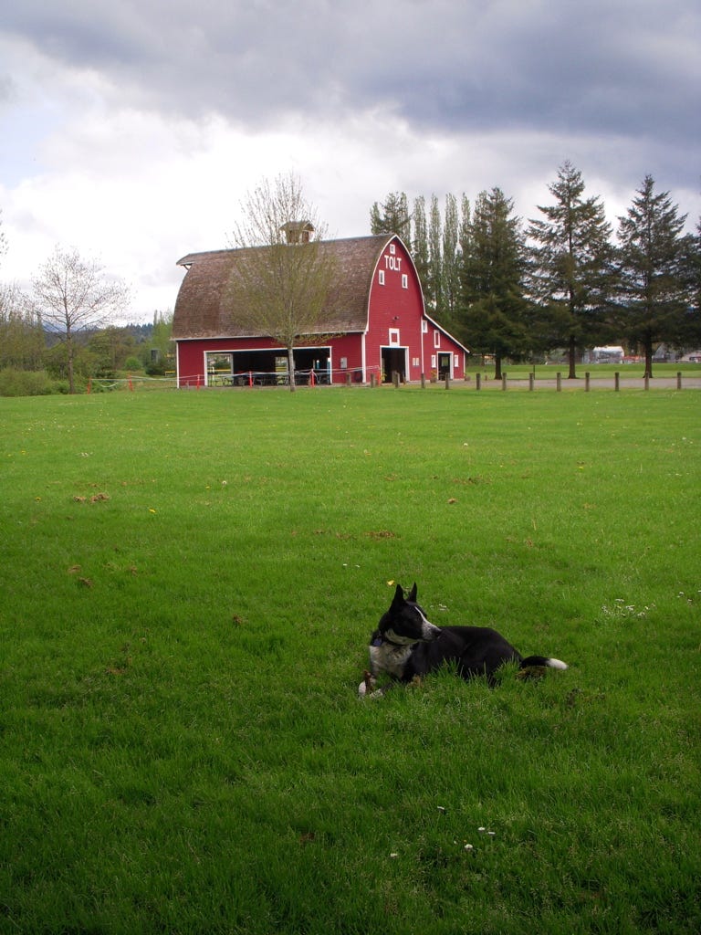 Squinchy the dog lying with alert ears in green grass in front of a red barn.