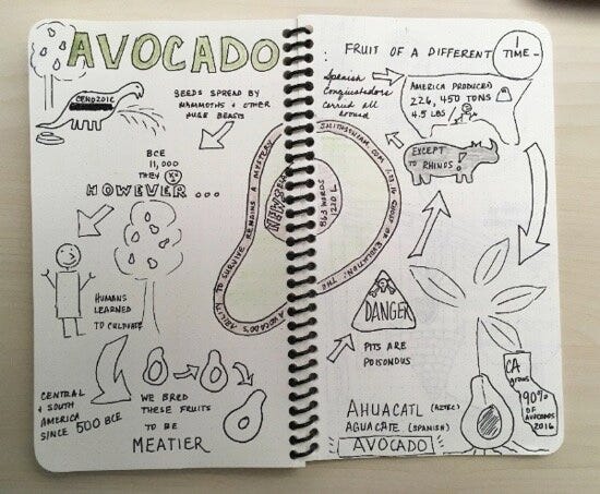 Avocado sketchnote