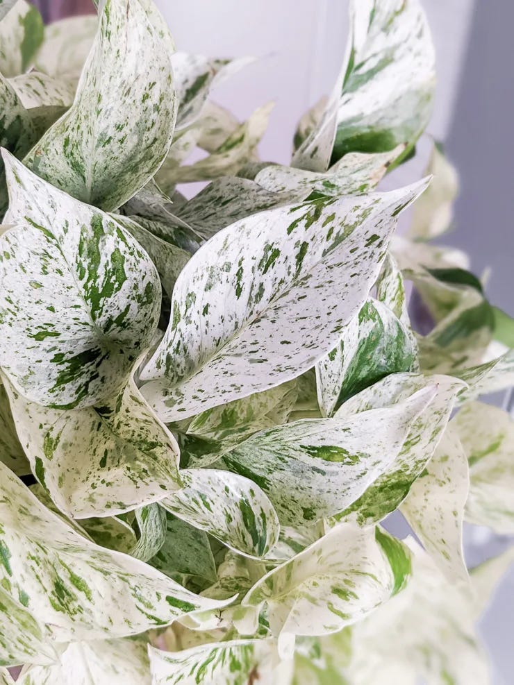 Snow queen pothos & how to care for this stunningly variegated plant!
