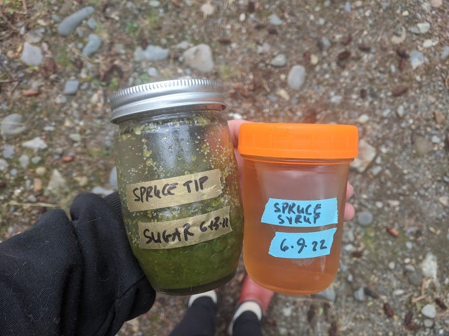a jar of green spruce tip sugar and a jar of spruce tip syrup