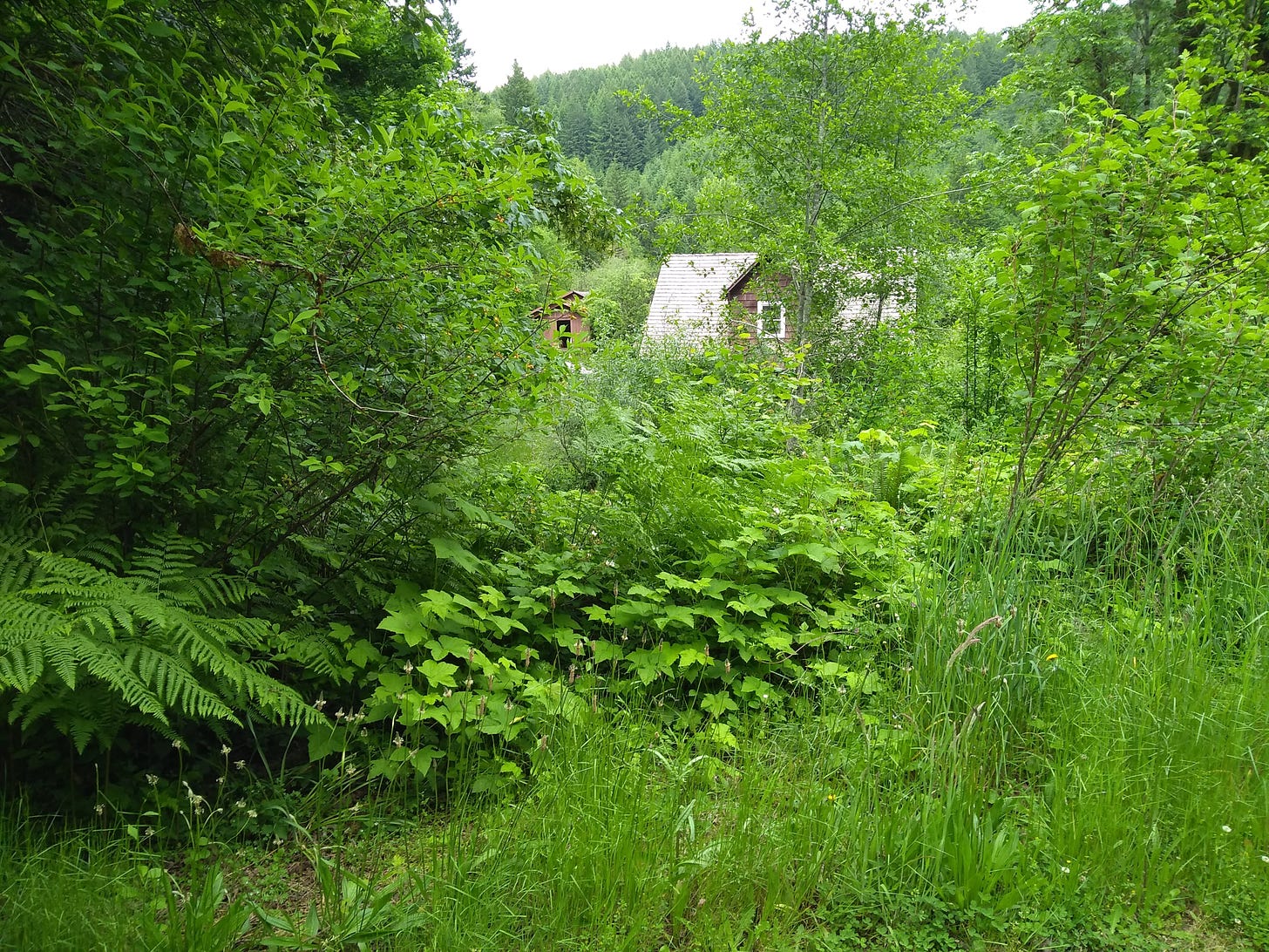 The roof and upper window of a house, peeking through a riot of green growth