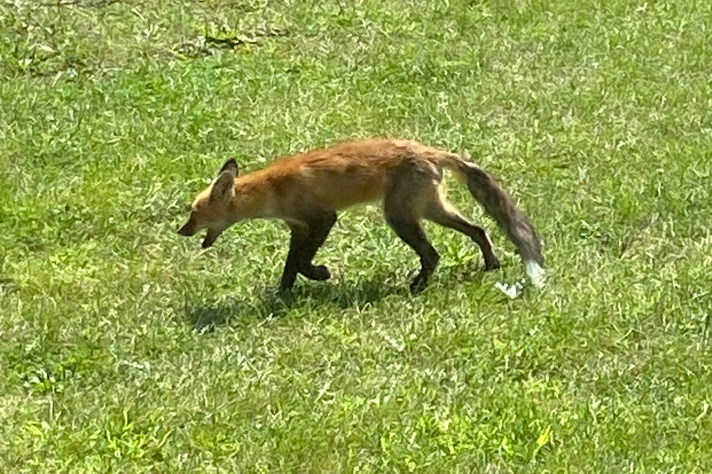 The fox lopes across a lawn with its mouth open
