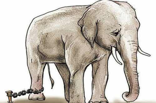 A chained elephant.