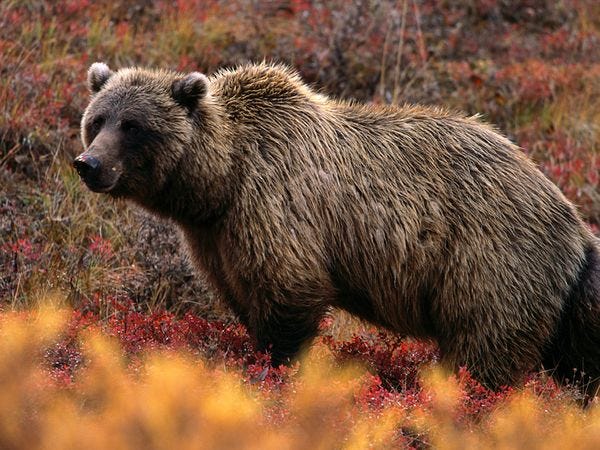 grizzly-bear_566_600x450