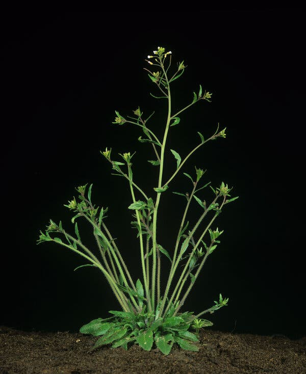 Scientists found that a bacteria can turn the plant Arabidopsis thaliana into a virtual “zombie,” serving after being infected as only a habitat and host for the pathogen.