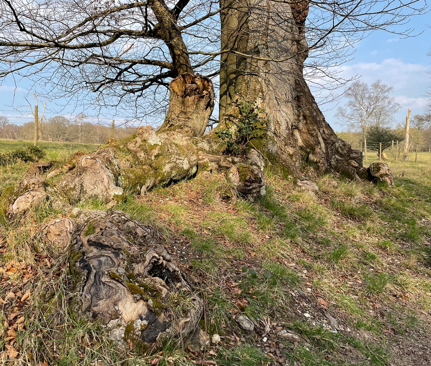Tree roots 