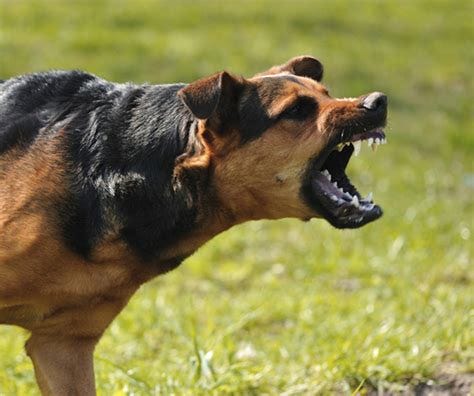 Top 10 Most Dangerous Dog Breeds - PEI Magazine