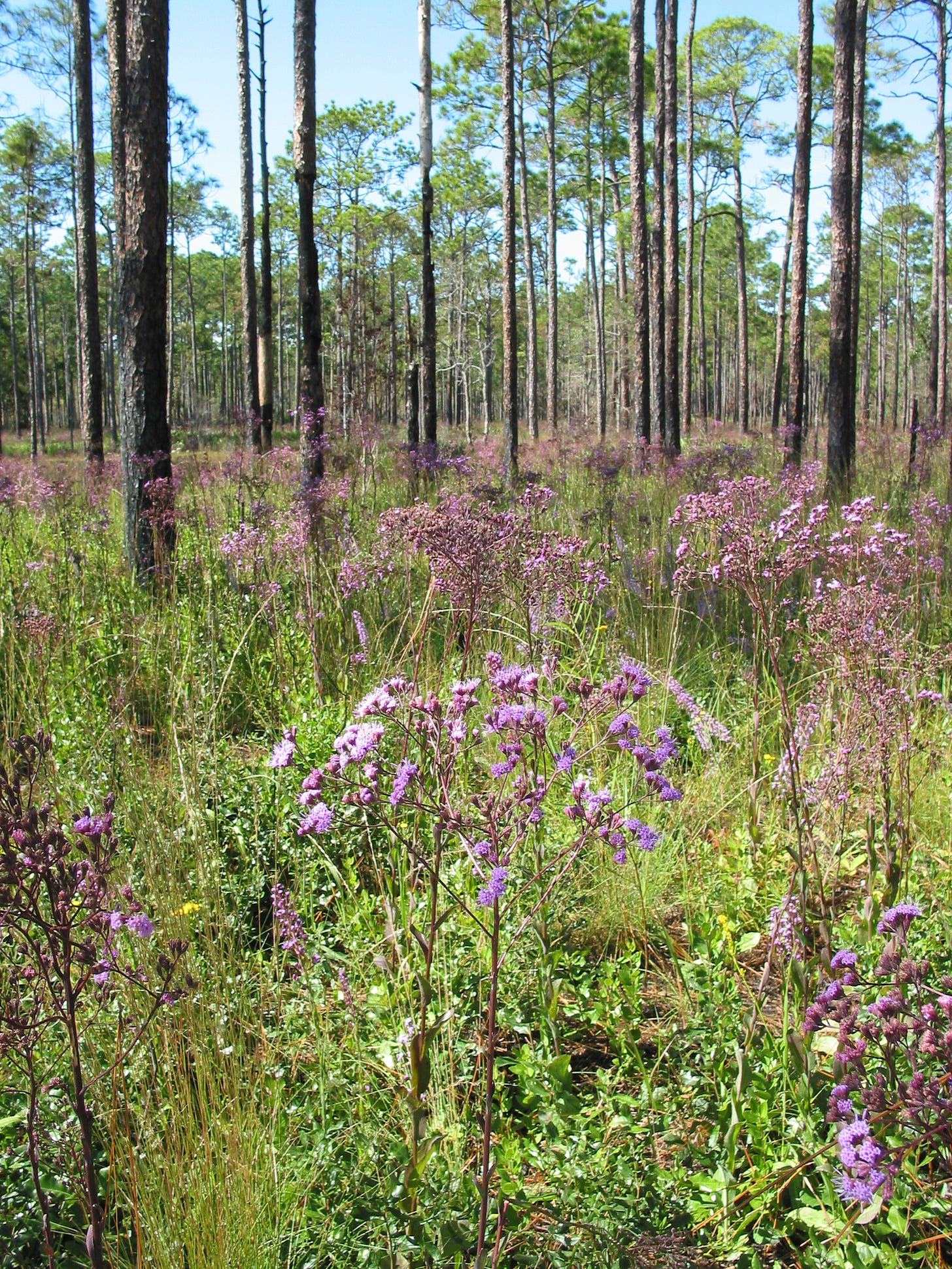 A long-leaf pine forest. Which means tall, thin, widely-spaced pine trees with a meadow of a multitude of grasses and wildflowers between them. 