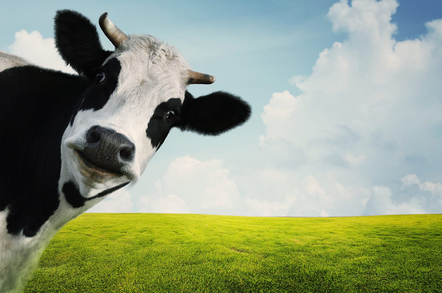 Ask Umbra: Are cows really as bad for the climate as they say? | Grist