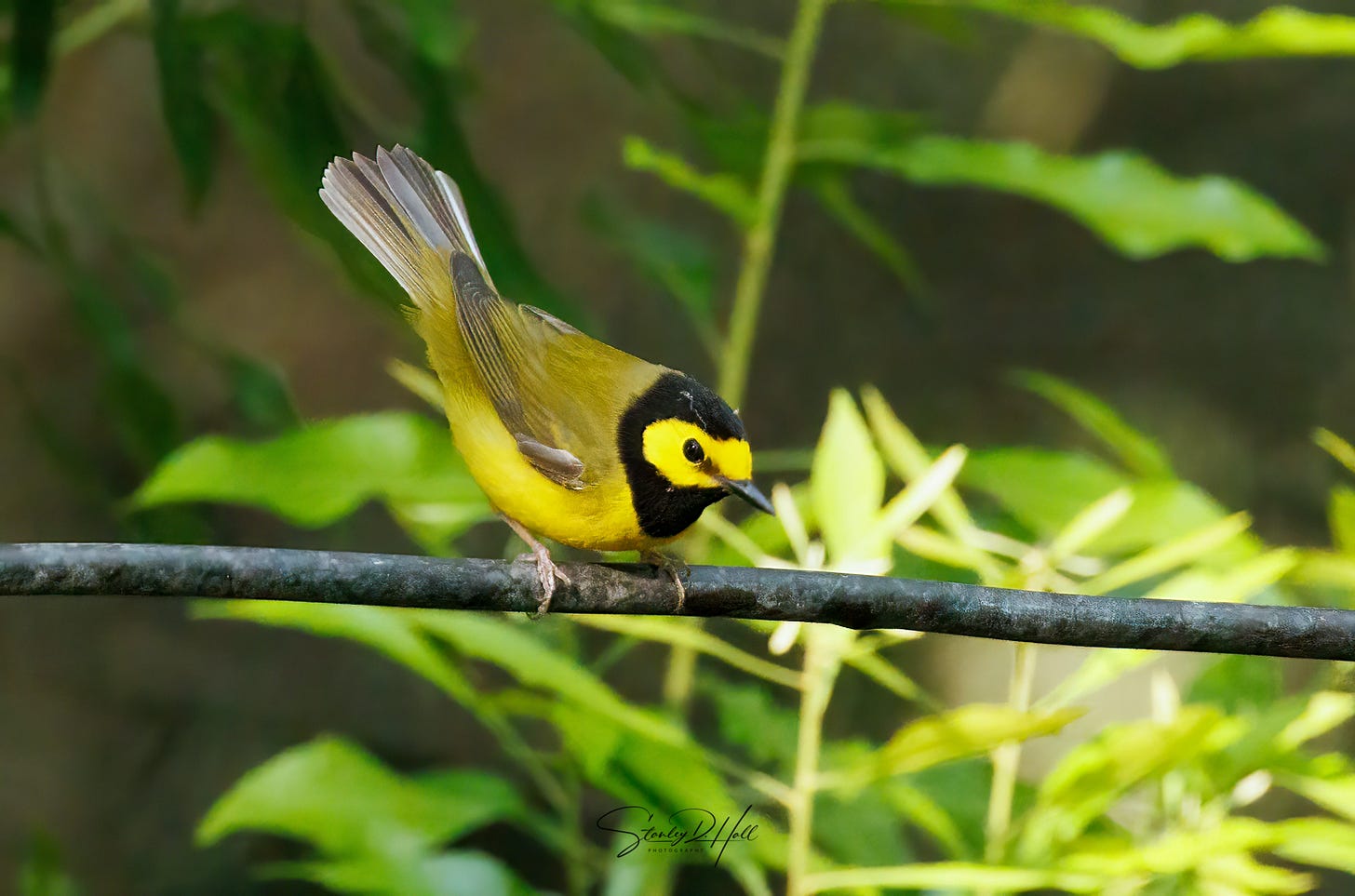 a yellow and black hooded warbler on a branch with a blurred green background