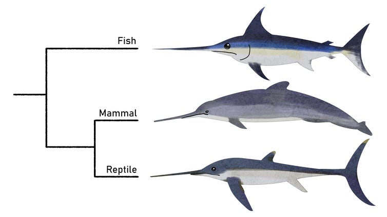 Swordfish, extinct dolphin and ichthyosaur.