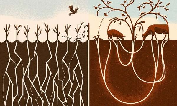 Si vous voulez sauver le monde, le véganisme n’est pas la solution Si vous voulez sauver le monde, le véganisme n’est pas la solution