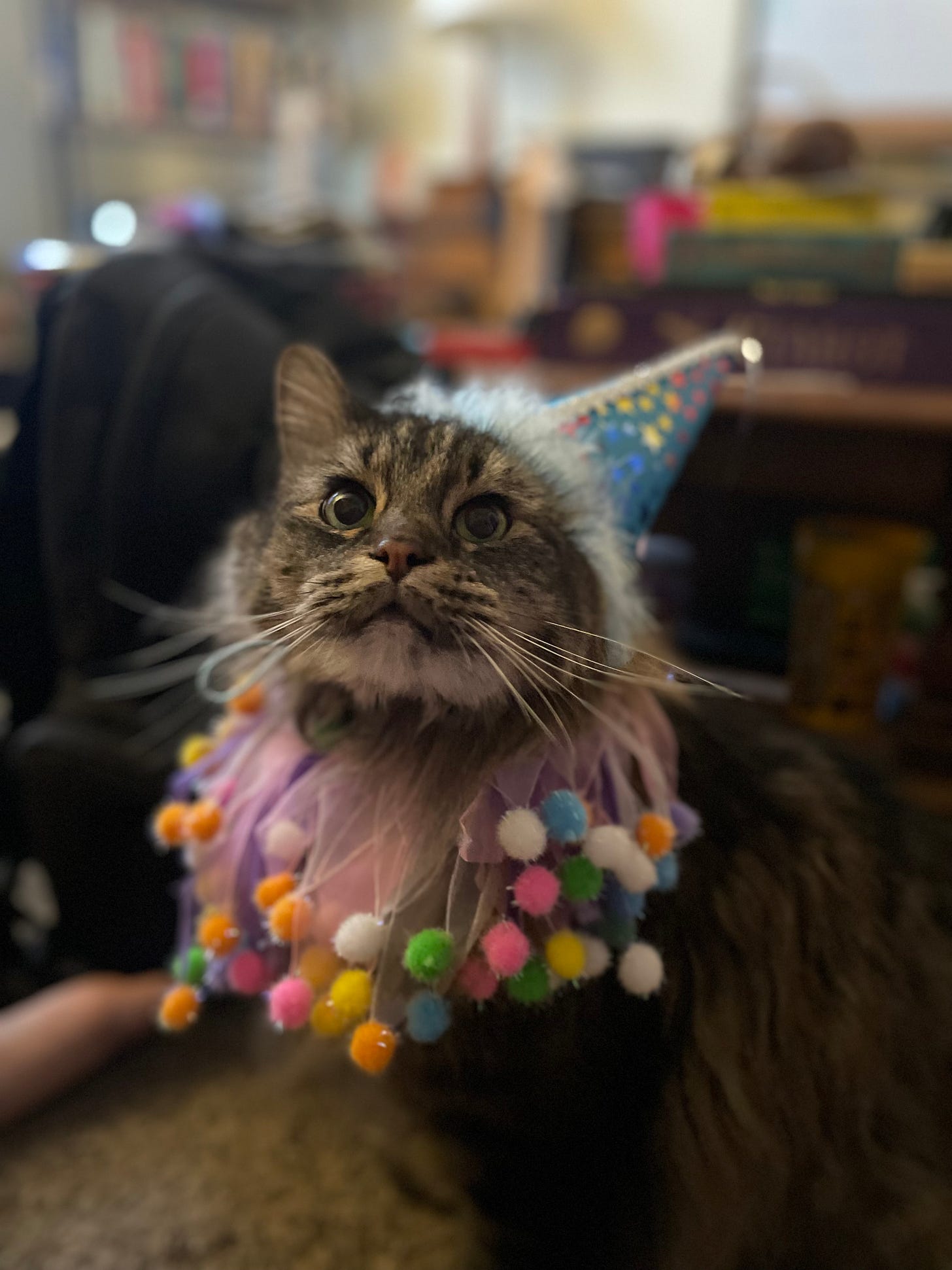 James, a brown tabby Maine Coon, seen here in a birthday party hat and accompanying neck ruffle, in celebration of his tenth birthday.