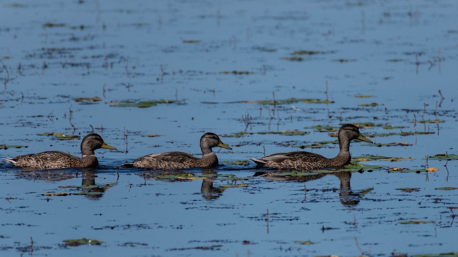 A stock image of three ducks in a row in a pond