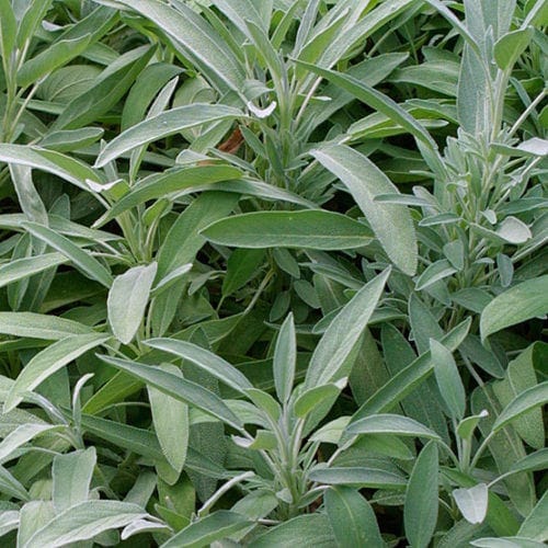 Common sage Salvia Officinalis.
https://www.finegardening.com/plant/common-sage-salvia-officinalis