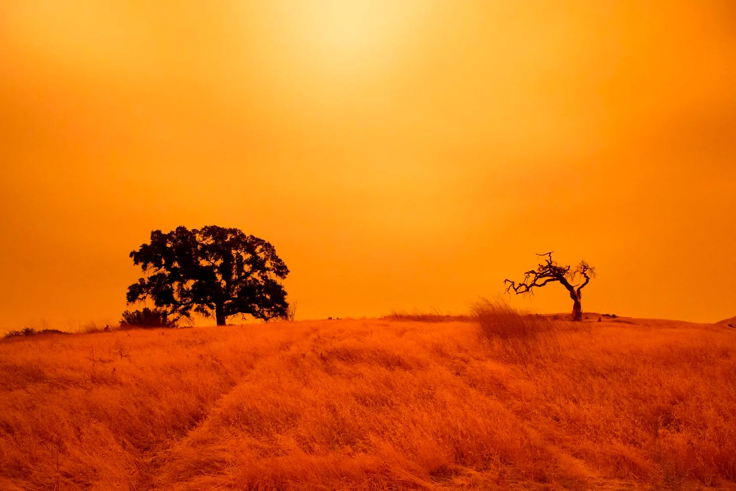 Wildfire smoke produces a menacing red-orange haze over a grassland with two trees at the horizon.