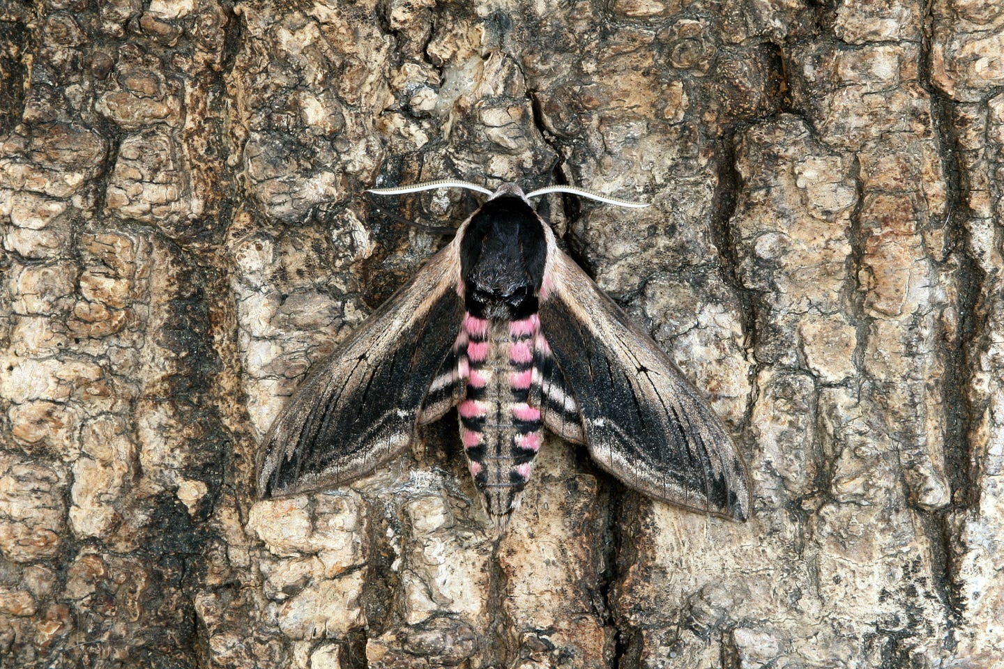 Privet Hawk-moth resting on a tree trunk