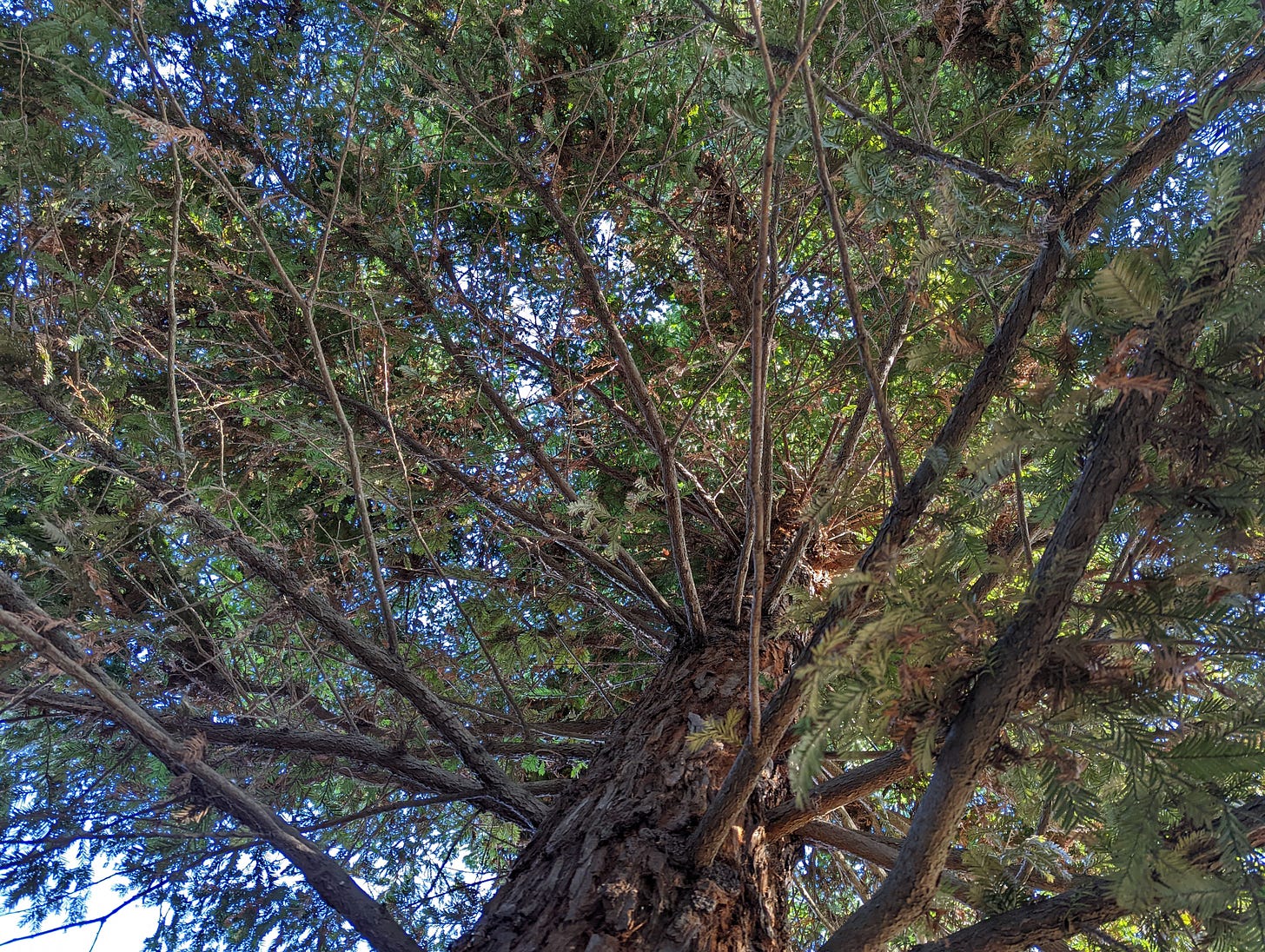 standing underneath a redwood tree