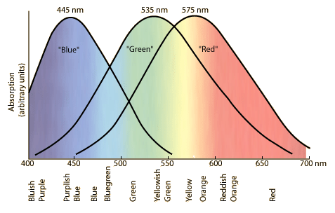 Gráfico da intensidade percebida pelo cone (eixo y) em função do comprimento de onda (eixo x). São três curvas de formato similar a uma distribuição normal (cresce, tem um pico e decresce. como uma montanha).  \n A curva denominada “Blue” tem preenchimento num degrade de roxo na esquerda para azul mais a direita do preenchimento. O pico fica em 445nm a curva termina em 550 nm.  Já a curva indicada como “Green” começa no início do eixo, em 400 nm, tem pico no meio do gráfico, em 535nm, um pouco a direita do “Blue”, e termina em 700nm. Seu preenchimento é de uma variação das cores do arco-íris (da esquerda para direita): roxo, azul, verde (no pico), amarelo e vermelho.