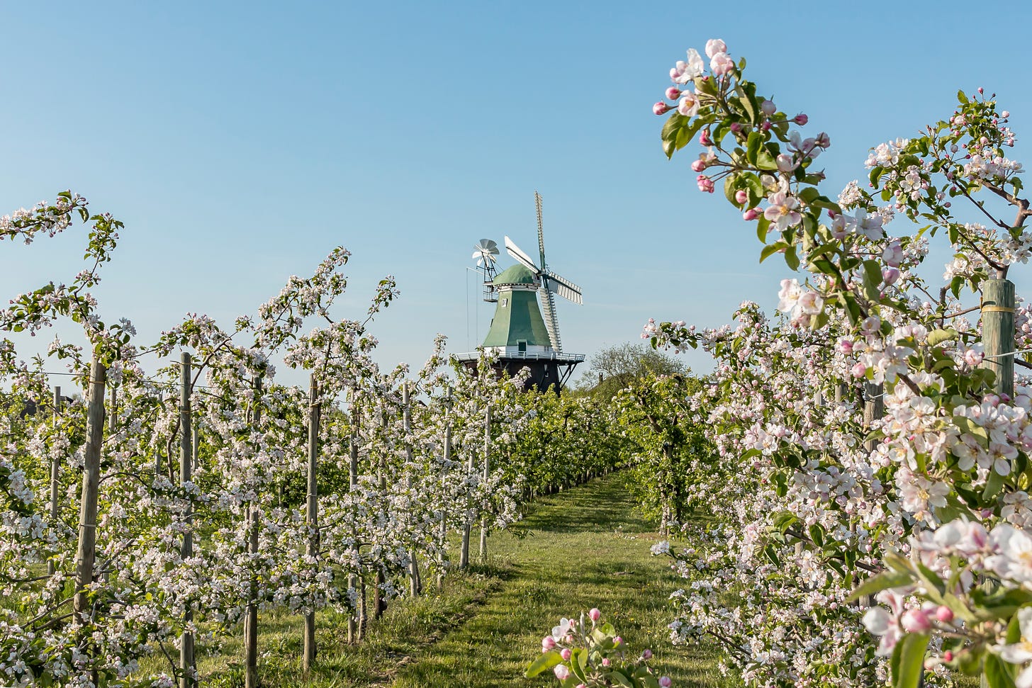 A pale green windmill surrounded by rows of apple and cherry trees in bloom