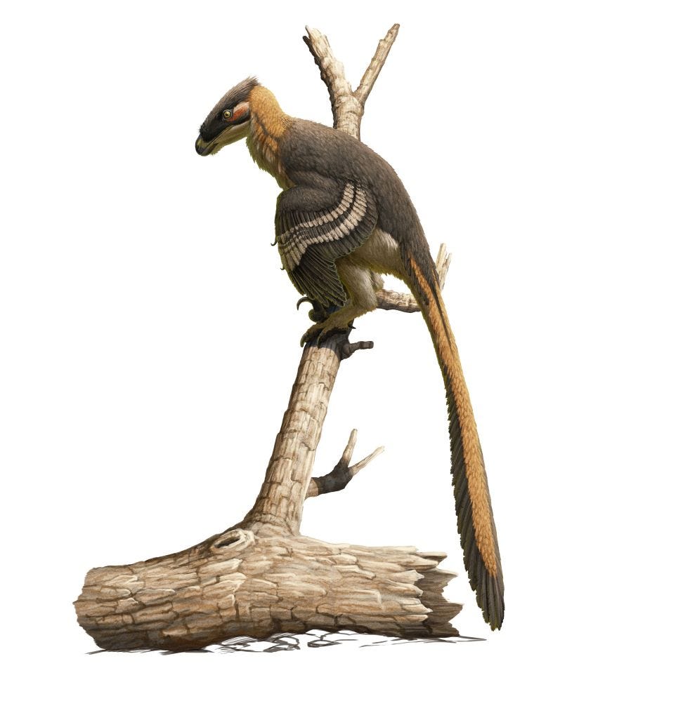 An artist’s recreation of Vectiraptor greeni