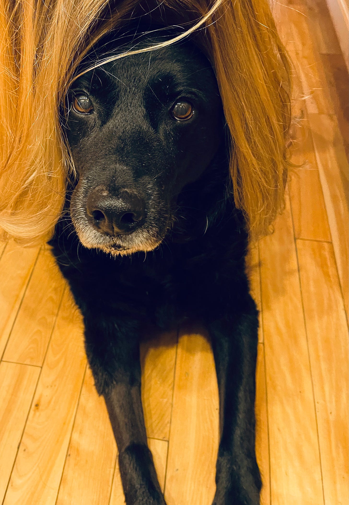 Black lab mix with blonde hair over his head