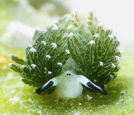 The "Leaf Sheep" sea slug is cute af 🔥🔥 : NatureIsFuckingLit